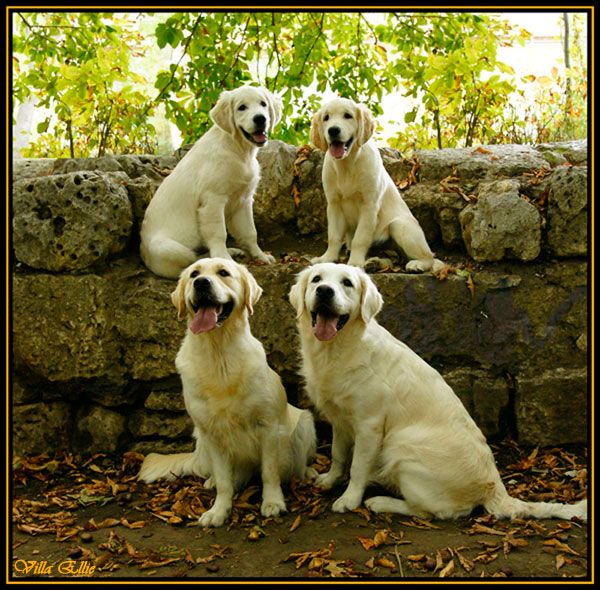 perro golden retriever villa ellie
